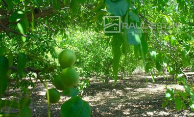 VENDEMOS Parcela con arboles frutales y casa para disfrutar del campo