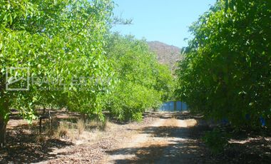 VENDEMOS Parcela con arboles frutales y casa para disfrutar del campo