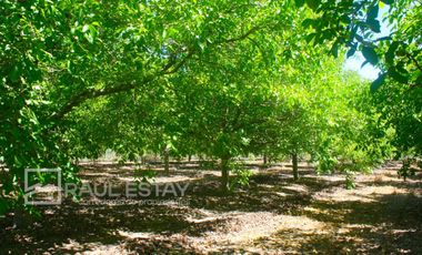 VENDEMOS Parcela con arboles frutales y casa para disfrutar del campo