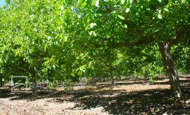VENDEMOS Parcela con arboles frutales y casa para disfrutar del campo