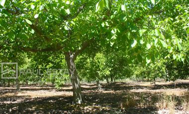 VENDEMOS Parcela con arboles frutales y casa para disfrutar del campo