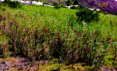 Terreno de venta en Paute sector Chicti