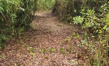 PARCELA LOTE 31 PARCELACIÓN  FUNDO PICHIHUE