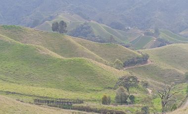 EXTENSA FINCA GANADERA Y AGRICOLA EN ABEJORRAL DE 110 CUADRAS