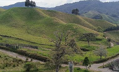 EXTENSA FINCA GANADERA Y AGRICOLA EN ABEJORRAL DE 110 CUADRAS