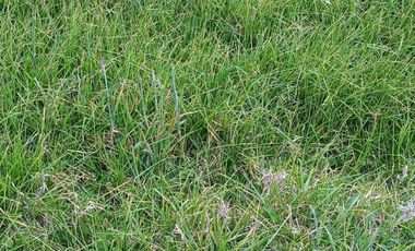 EXTENSA FINCA GANADERA Y AGRICOLA EN ABEJORRAL DE 110 CUADRAS