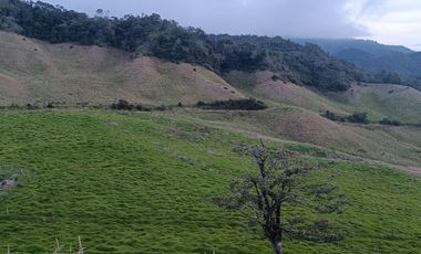 EXTENSA FINCA GANADERA Y AGRICOLA EN ABEJORRAL DE 110 CUADRAS