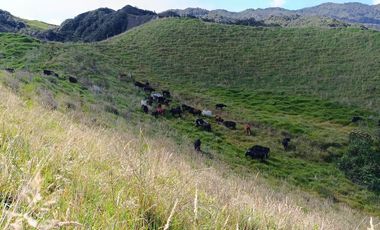 EXTENSA FINCA GANADERA Y AGRICOLA EN ABEJORRAL DE 110 CUADRAS