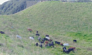 EXTENSA FINCA GANADERA Y AGRICOLA EN ABEJORRAL DE 110 CUADRAS