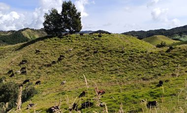 EXTENSA FINCA GANADERA Y AGRICOLA EN ABEJORRAL DE 110 CUADRAS