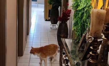 VENTA DEPARTAMENTO EN URDESA CENTRAL NORTE DE GUAYAQUIL