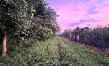 Terreno en renta en Valle de Banderas, ideal para agropecuarios, 5,000 m2