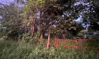 Terreno en renta en Valle de Banderas, ideal para agropecuarios, 5,000 m2