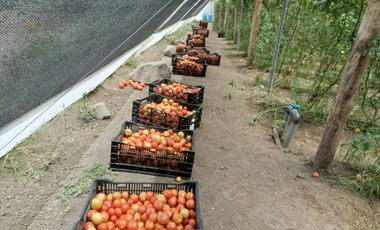 Finca en venta, Urcuqui - Tumbabiro