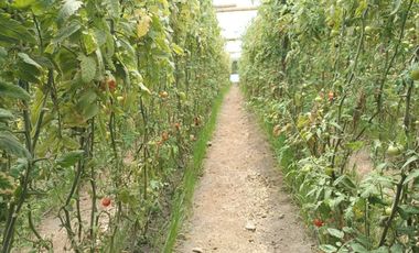 Finca en venta, Urcuqui - Tumbabiro