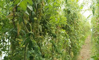 Finca en venta, Urcuqui - Tumbabiro