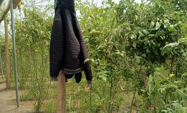 Finca en venta, Urcuqui - Tumbabiro