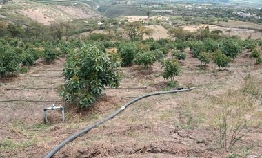 Finca en venta, Urcuqui - Tumbabiro