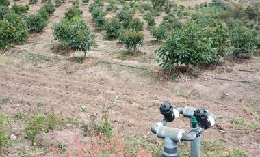 Finca en venta, Urcuqui - Tumbabiro