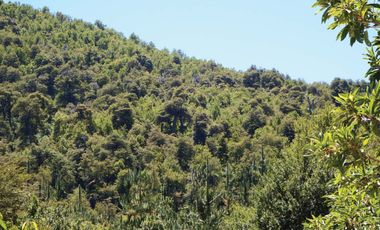 Venta Hermoso campo de 60 Hectáreas junto a la Reserva Nacional Malleco, Chile