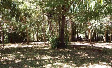 Venta Hermoso campo de 60 Hectáreas junto a la Reserva Nacional Malleco, Chile