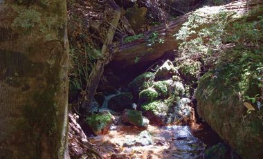 Venta Hermoso campo de 60 Hectáreas junto a la Reserva Nacional Malleco, Chile