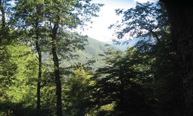 Venta Hermoso campo de 60 Hectáreas junto a la Reserva Nacional Malleco, Chile