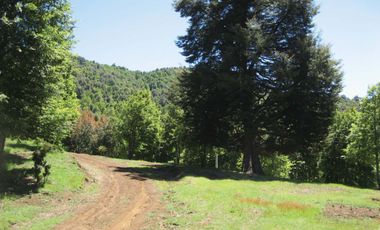Venta Hermoso campo de 60 Hectáreas junto a la Reserva Nacional Malleco, Chile