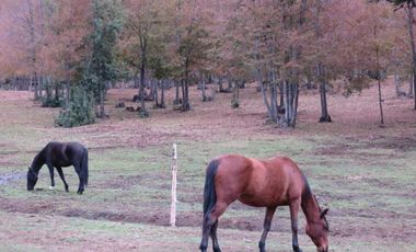 Venta Hermoso campo de 60 Hectáreas junto a la Reserva Nacional Malleco, Chile