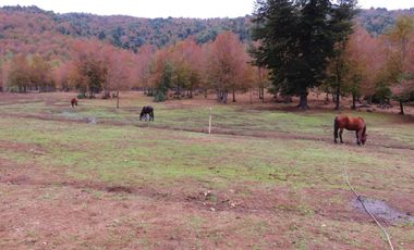Venta Hermoso campo de 60 Hectáreas junto a la Reserva Nacional Malleco, Chile