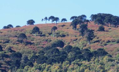 Venta Hermoso campo de 60 Hectáreas junto a la Reserva Nacional Malleco, Chile