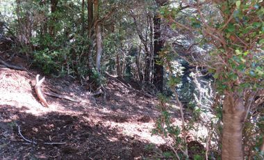 Venta Hermoso campo de 60 Hectáreas junto a la Reserva Nacional Malleco, Chile