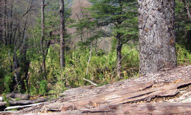Venta Hermoso campo de 60 Hectáreas junto a la Reserva Nacional Malleco, Chile