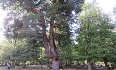 Venta Hermoso campo de 60 Hectáreas junto a la Reserva Nacional Malleco, Chile