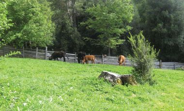 Venta Hermoso campo de 60 Hectáreas junto a la Reserva Nacional Malleco, Chile