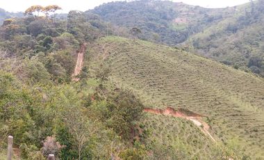 Venta Finca Ganadera y Agrícola en San Roque Antioquia
