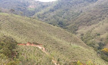 Venta Finca Ganadera y Agrícola en San Roque Antioquia