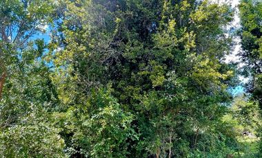 Extranjero por viaje vende Maravillosos Terrenos PUCON Condominio Calabozos El Claro