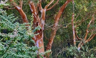 Extranjero por viaje vende Maravillosos Terrenos PUCON Condominio Calabozos El Claro