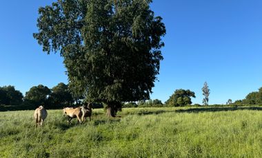 Lindo Campo Parcela de 3,7 hectáreas agrícolas San Miguel, Ñuble Región