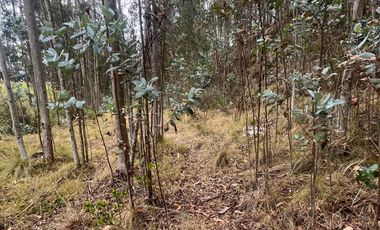 T454 DOS AMPLIOS LOTES DE VENTA, Sector Deleg T454