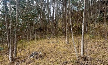 T454 DOS AMPLIOS LOTES DE VENTA, Sector Deleg T454