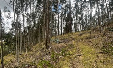 T454 DOS AMPLIOS LOTES DE VENTA, Sector Deleg T454