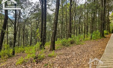 TERRENO BOSCOSO EN LA ZONA DE LOS LIRIOS CARBONERAS, MINERAL DEL CHICO