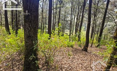 TERRENO BOSCOSO EN LA ZONA DE LOS LIRIOS CARBONERAS, MINERAL DEL CHICO