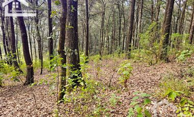TERRENO BOSCOSO EN LA ZONA DE LOS LIRIOS CARBONERAS, MINERAL DEL CHICO