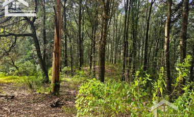 TERRENO BOSCOSO EN LA ZONA DE LOS LIRIOS CARBONERAS, MINERAL DEL CHICO