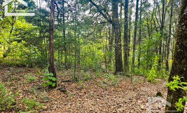 TERRENO BOSCOSO EN LA ZONA DE LOS LIRIOS CARBONERAS, MINERAL DEL CHICO