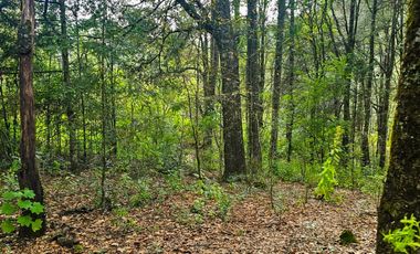 TERRENO BOSCOSO EN LA ZONA DE LOS LIRIOS CARBONERAS, MINERAL DEL CHICO