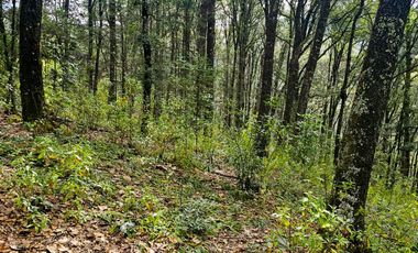 TERRENO BOSCOSO EN LA ZONA DE LOS LIRIOS CARBONERAS, MINERAL DEL CHICO